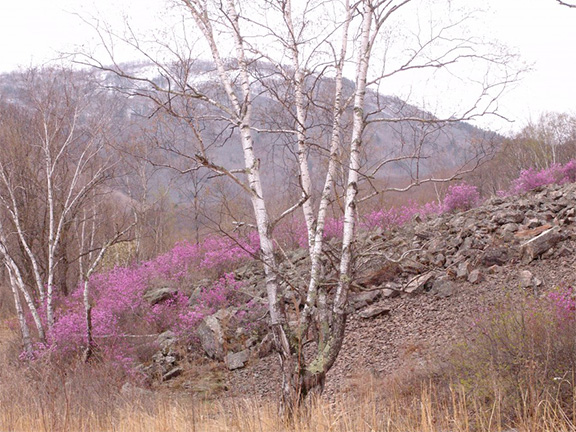 Партизанский Район Фото